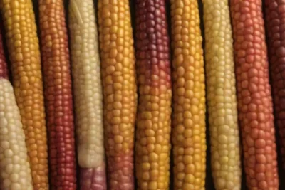 Variedades coloridas de maíz en recetas tradicionales peruanas