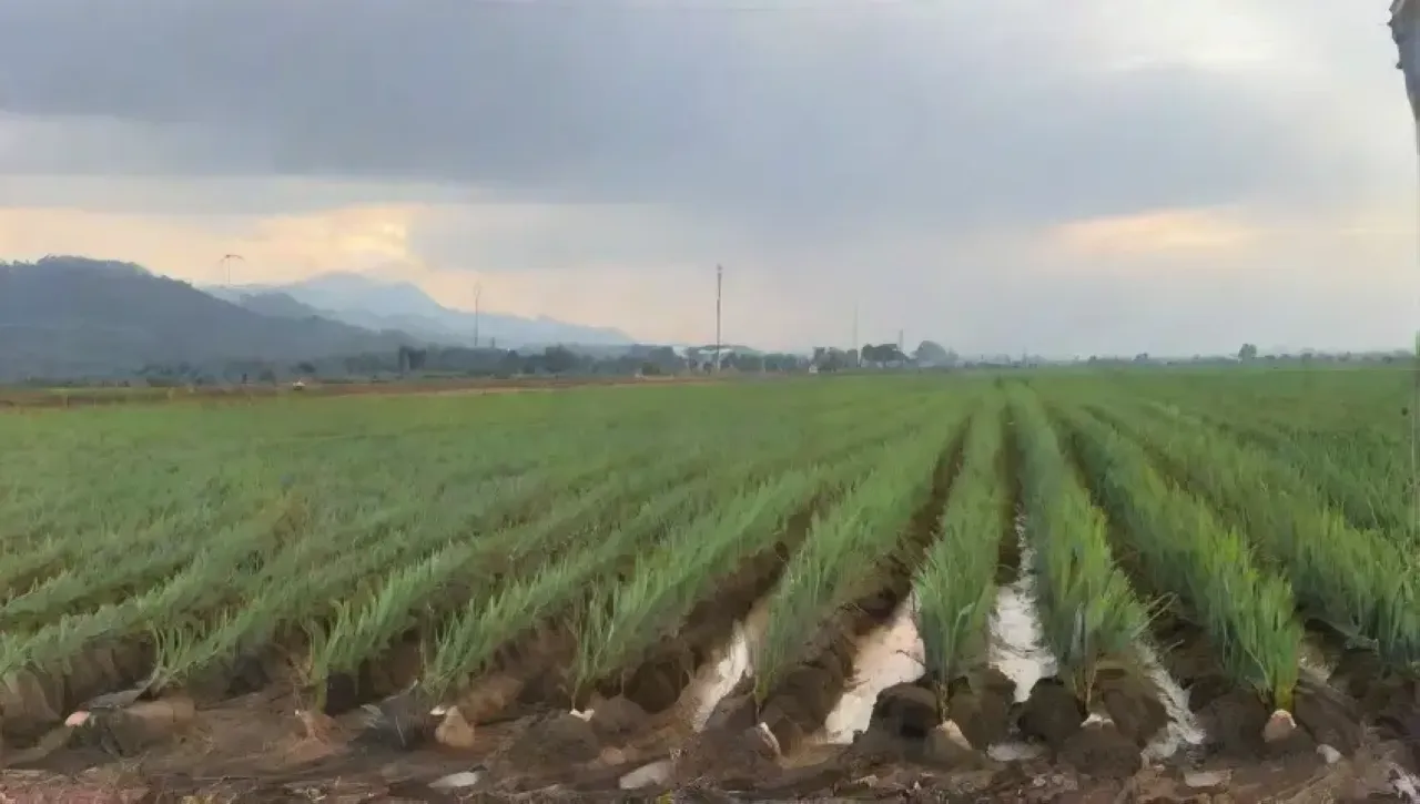 Campos de caña de azúcar vibrantes y contrastantes, donde la naturaleza y la industria luchan por sobrevivir