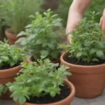 Cultiva un jardín de hierbas para disfrutar de la cocina vietnamita