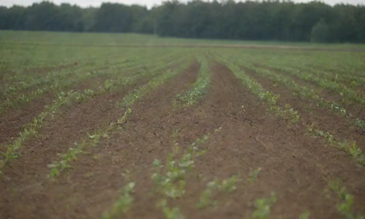 Agricultura sostenible mejora la economía local, la calidad alimentaria y el medio ambiente