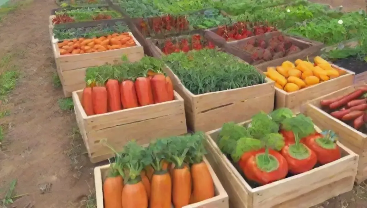 Un vibrante ecosistema agrícola comunitario lleno de vida, aprendizaje y sostenibilidad
